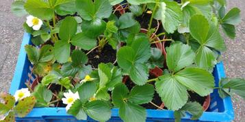 aardbei planten / aardbeienplanten beschikbaar voor biedingen