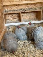 Cochin kriel toompje, Dieren en Toebehoren, Meerdere dieren, Kip