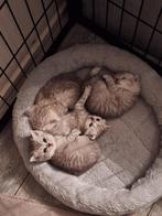 British cats, Dieren en Toebehoren, Katten en Kittens | Overige Katten
