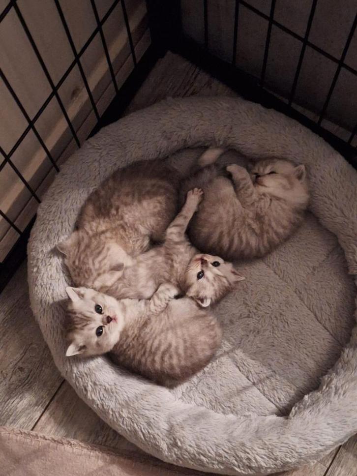 British cats, Dieren en Toebehoren, Katten en Kittens | Overige Katten