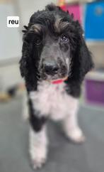 Mooie lieve konings poedel pup, Dieren en Toebehoren, Honden | Chihuahua's en Gezelschapshonden, Poedel, 8 tot 15 weken, CDV (hondenziekte)