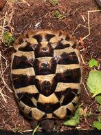 Griekse landschildpad/testudo hermani, Schildpad, Met terrarium, 3 tot 6 jaar
