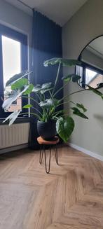 Mooie grote olifantsoor (Alocasia), Huis en Inrichting, Kamerplanten, Overige soorten, Minder dan 100 cm, Ophalen of Verzenden