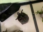 Schildpad, Dieren en Toebehoren, Met terrarium, 11 jaar of ouder, Schildpad