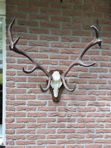 Prachtig Groot Doorleefd Edelhert gewei mancave Jacht c75 beschikbaar voor biedingen