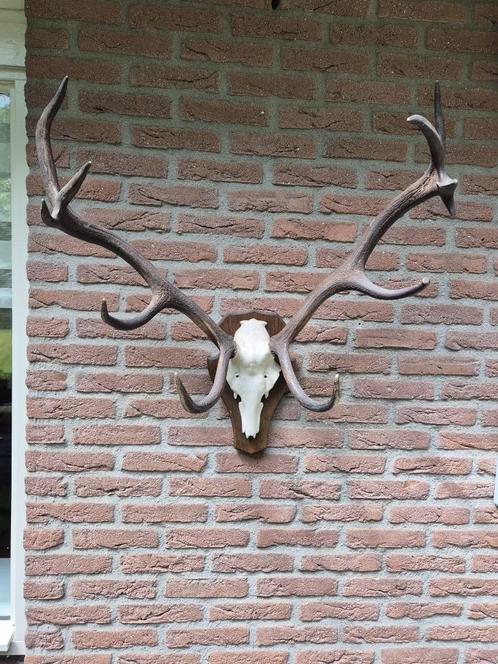 Prachtig Groot Doorleefd Edelhert gewei mancave Jacht c75, Verzamelen, Dierenverzamelingen, Gebruikt, Gewei of Kop, Hert, Ophalen