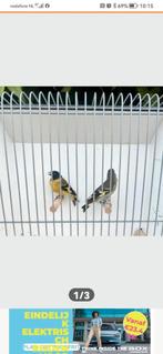 Zwart kop Sijs koppel., Dieren en Toebehoren, Vogels | Overige Vogels