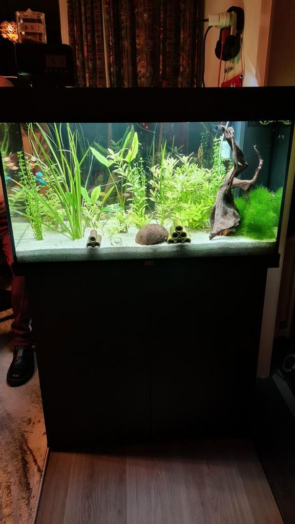 Juwel 125L compleet incl. ingebouwde filter + voedingspomp, Dieren en Toebehoren, Vissen | Aquaria en Toebehoren, Gebruikt, Gevuld zoetwateraquarium