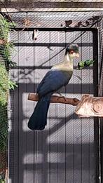Witwangtoerako's, Dieren en Toebehoren, Vogels | Overige Vogels, Meerdere dieren, Tropenvogel, Geringd