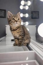 Britse korthaar kitten tabby, Ophalen