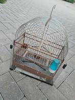 Surinaamse  kooi  zie foto's, Dieren en Toebehoren, Vogels | Overige Vogels, Meerdere dieren, Tropenvogel
