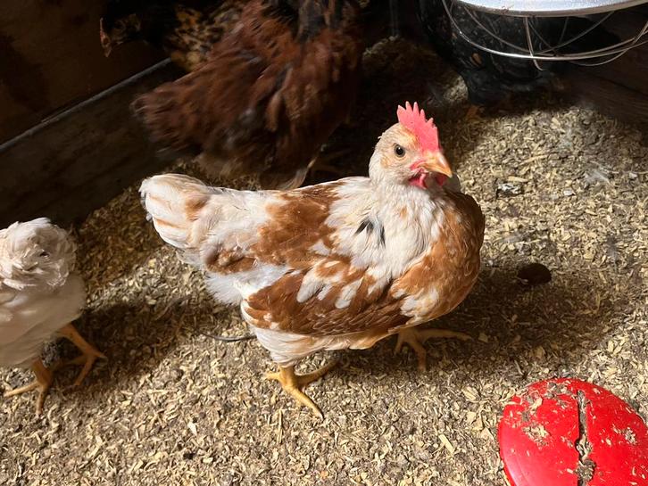 Mooie witte haan 7 weken oud, Dieren en Toebehoren, Pluimvee, Kip, Meerdere dieren