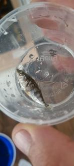 3 doornige stekelbaars, Dieren en Toebehoren, Baars of Goudwinde