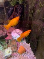 Aquariumvissen, Vis, Zoetwatervis