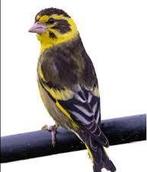 Gezocht: himalaya groenling pop, Vrouwelijk