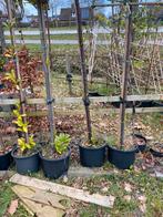 Bomen opruiming 3 stuks lei prunus €225,00, Ophalen of Verzenden, In pot, Leiboom