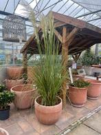 Cortaderia gras - Pampasgras | €34,95, Volle zon, Vaste plant, Siergrassen, Ophalen of Verzenden