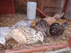 Kwartels, Dieren en Toebehoren, Pluimvee, Meerdere dieren, Overige soorten