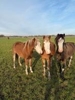 2 mooie C ponys, Dieren en Toebehoren, Pony's, Hengst, C pony (1.27m tot 1.37m), 3 tot 6 jaar