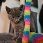 Schattige kittens. Blauwe Rus / Britse korthaar, Dieren en Toebehoren, Katten en Kittens | Overige Katten, Meerdere dieren, Kortharig