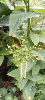 Scrophularia nodosa - Knopig helmkruid zaden, Ophalen of Verzenden, Voorjaar, Volle zon, Zaad
