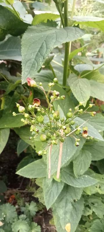 Scrophularia nodosa - Knopig helmkruid zaden beschikbaar voor biedingen