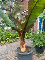 ENSETE MAURELLI - RODE BANAAN blikvanger in de tuin, Ophalen, Volle zon