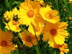 Mooie Meisjesogen zaden, "Coreopsis Grandiflora Sunburst", Verzenden, Zaad