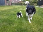 Friese Stabij Pups, Overige rassen, 8 tot 15 weken, Meerdere dieren, Eén hond