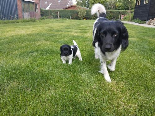 Friese Stabij Pups, Dieren en Toebehoren, Honden | Retrievers, Spaniëls en Waterhonden, Meerdere dieren, Overige rassen, Particulier