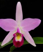 Laelia anceps, Ophalen of Verzenden, Halfschaduw, Minder dan 100 cm
