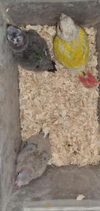 Pyrrhura jonge, Dieren en Toebehoren, Geslacht onbekend, Parkiet, Geringd