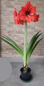 Hippeastrum (lijkt op Amaryllis), Ophalen, 100 tot 150 cm, Overige soorten, Bloeiende kamerplant
