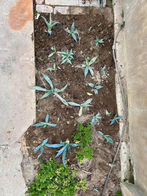 Agavepups agave pups winterhard voor in de tuin, Tuin en Terras, Planten | Tuinplanten, Vaste plant, Overige soorten, Volle zon
