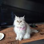 Een Warm Mandje Gezocht voor Onze Lieve Poes!, Dieren en Toebehoren, Katten en Kittens | Raskatten | Langhaar, Poes, Ontwormd