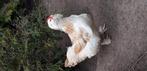 Te koop duitse faverolles, Dieren en Toebehoren, Pluimvee, Meerdere dieren, Kip