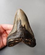 *6 INCH* USA megalodon tand 15,2cm, Ophalen of Verzenden, Fossiel