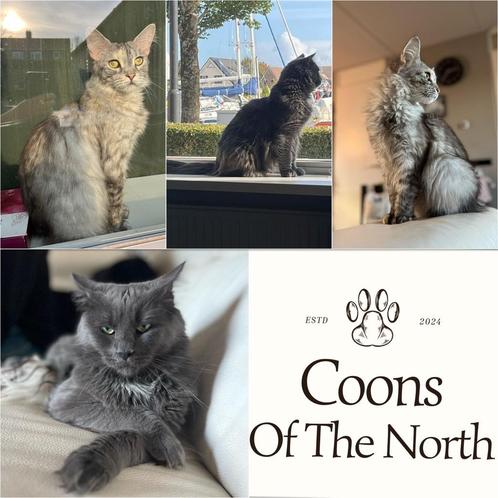 Maine Coon kittens verwacht!, Dieren en Toebehoren, Katten en Kittens | Raskatten | Langhaar, Meerdere dieren, 0 tot 2 jaar, Gechipt
