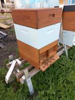 Buckfast bijenvolk inclusief kast (zoals afgebeeld)., Bijen