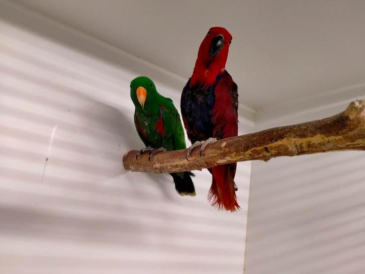 Kweek koppel edel papegaaien, Dieren en Toebehoren, Vogels | Parkieten en Papegaaien, Papegaai, Meerdere dieren, Geringd