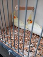 5 jonge valkparkieten, Meerdere dieren, Parkiet, Geringd