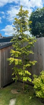 Metasequoia, Tuin en Terras, Planten | Bomen, Ophalen, Overige soorten