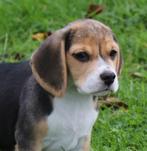 Ras zuivere Beagle pups beschikbaar, Dieren en Toebehoren, Beagle, CDV (hondenziekte), 8 tot 15 weken, Meerdere