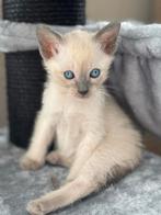 Siamees kittens met stamboom, Dieren en Toebehoren, Katten en Kittens | Raskatten | Korthaar, Meerdere dieren, Gechipt