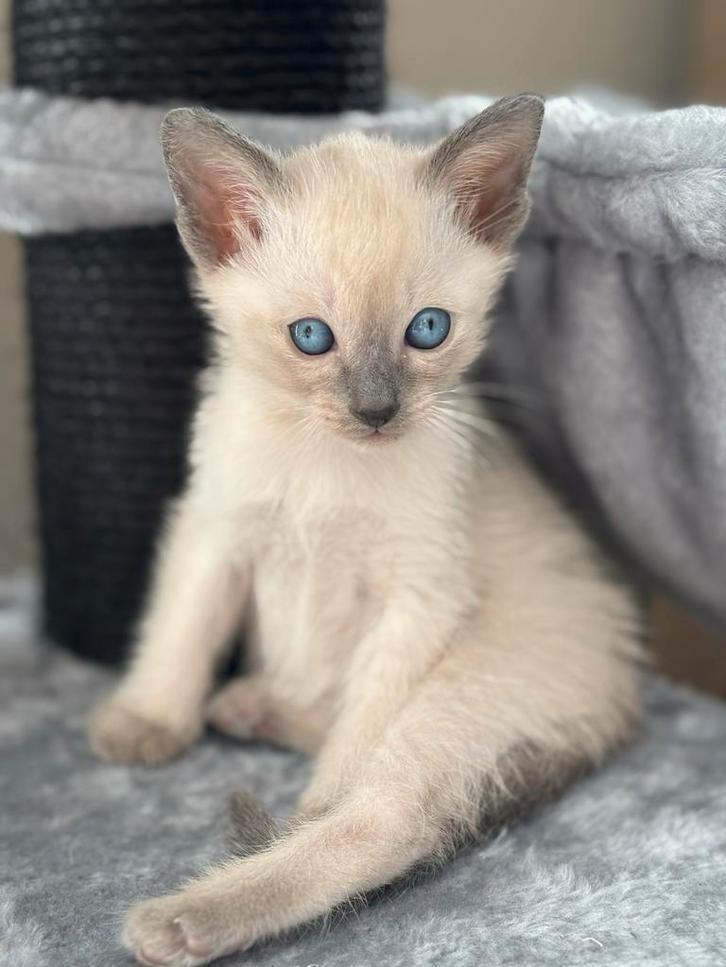 Siamees kittens met stamboom, Dieren en Toebehoren, Katten en Kittens | Raskatten | Korthaar, Meerdere dieren, Gechipt