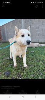 Lieve mex zoekt een baas, Dieren en Toebehoren, Particulier, Reu, 1 tot 2 jaar, Buitenland