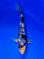 VHQ Tateshita Shiro Utsuri 25-30cm Japanse koi, Karper of Koi