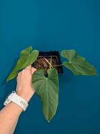Anthurium Balaoanum, Ophalen of Verzenden, Overige soorten, Minder dan 100 cm