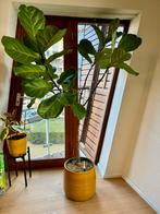 Ficus lyrata 187 cm hydrocultuur met hydropot, Huis en Inrichting, Kamerplanten, Ficus, Ophalen