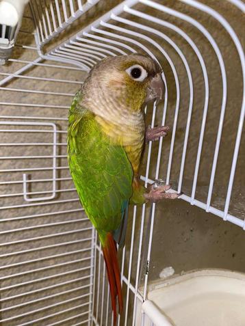 Pyrrhura beschikbaar voor biedingen